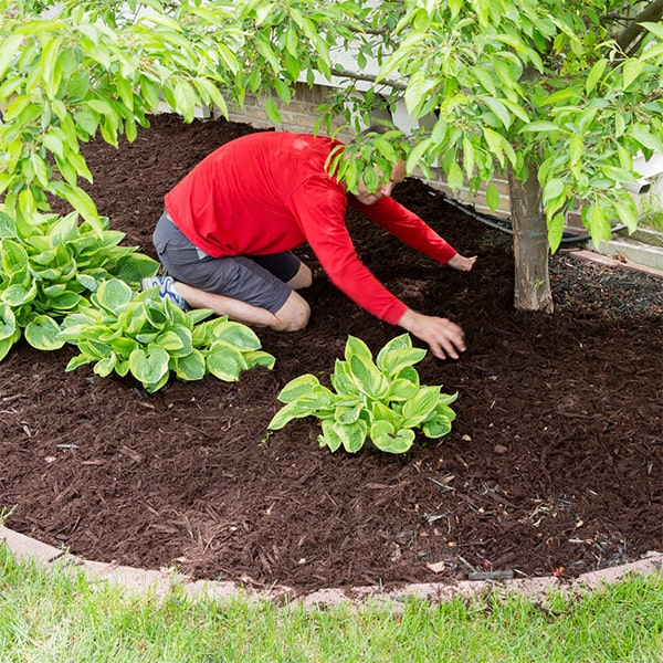 mulch installation helps conserve soil moisture, suppress weeds, and improve the aesthetics of your landscape